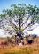 Diese Bäume gehören zur Familie der Affenbrotbäume, die überwiegend in Afrika und Australien vorkommen.