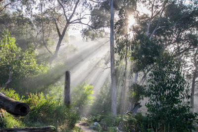 Eukalyptuswald im Sonnenschein