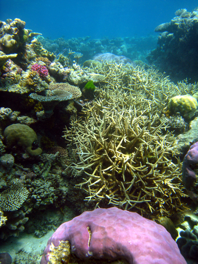 Unterwasserwelt des Great Barrier Reefs