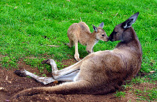 Känguru Familie, Australien
