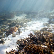 Schildkröte, Ningaloo Riff, Australien